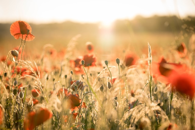 can-you-ever-keep-hayfever-at-bay-ways-to-help-your-staff-pupils-prevent-leaky-eyes-and-sniffles