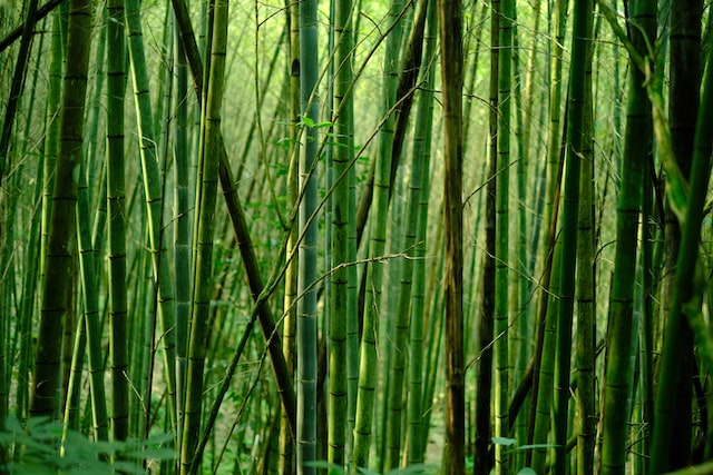 A bamboo forest that will help make more sustainable paper products